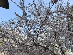 -桃花堤公园