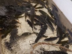 -铁锅炖灶台鱼老三炖鱼馆