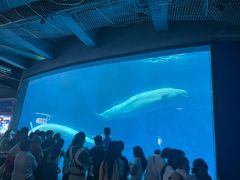 -海合安成都极地海洋公园
