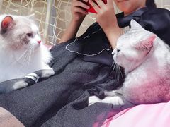 -绒爪撸猫下午茶·猫咖