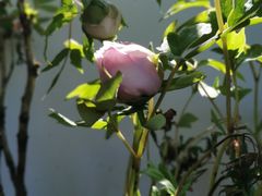 -广州神农草堂中医药博物馆
