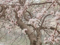 -桃花堤公园
