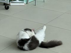 -怪兽屋·羊驼·猫咖·狗咖(俊华广场店)