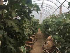 -马陆小张葡萄园农家乐