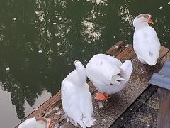 -苏州文庙(姑苏区)