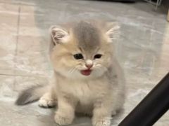 -猫十亿·布偶金渐层·曼基康矮脚猫舍(青年路店)