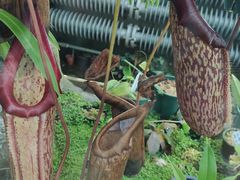 -国家植物园南园