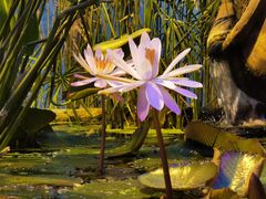 -国家植物园南园