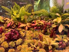 -中国科学院西双版纳热带植物园