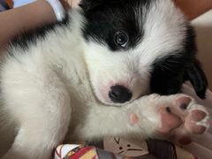 -唐小姐の猫狗洗护·购宠旗舰店(周浦万达店)