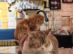 -平行世界·猫咖(首经贸店)