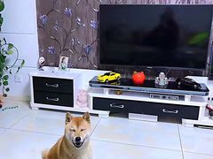 -宠颐生动物医院·心脏科·保险定点(锦阳分院)