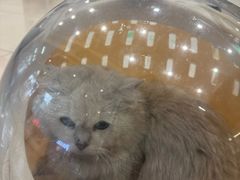 -艾贝尔宠物医院 ·中兽医·宠保定点(北门桥店)