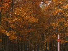 -羊亭河湿地公园