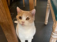 -猫小院猫主题餐厅(南锣旗舰店)