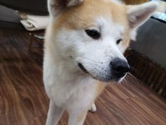 -柴源莊·柴小宠柴犬咖啡
