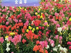 -厦门园林博览苑