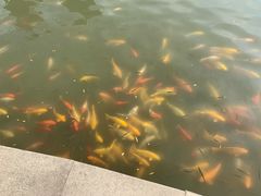 -西北湖绿化广场