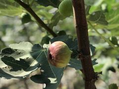 -武汉世外桃源农庄