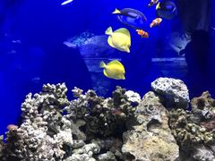 -迪拜水族馆及水下动物园