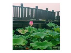 -荷塘月色湿地公园·向阳花洲