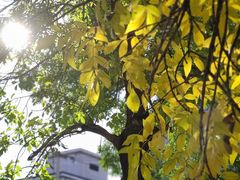 -三里屯东五街银杏大道
