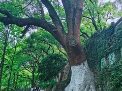 -吴山景区