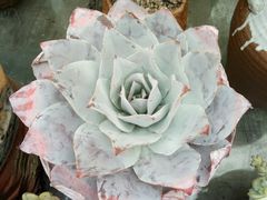 -龙大花卉苗木市场