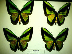 android_upload_pic-上海大自然野生昆虫馆