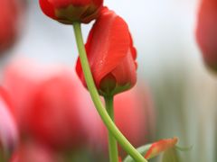 2Z0A5053-洛阳郁金香牡丹园