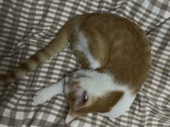 -萌兽医馆·宠物医院·猫骨科(创景店)