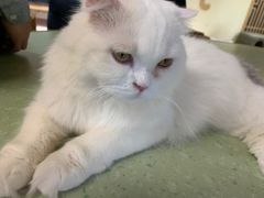 -猫和宫(六道口店)