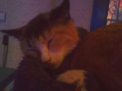 -Sirena海妖日咖夜酒