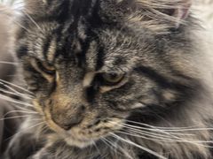 -李小姐の猫咖啡馆(五角场店)