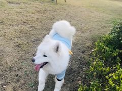 -爱侣·安琦尔宠物医院·中兽医针灸·心内科·狂犬免疫点(宝山区院)