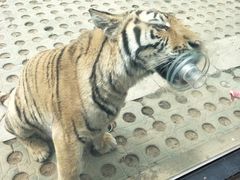 -西安秦岭野生动物园