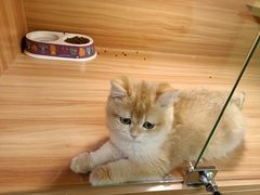 -猫十亿·布偶金渐层·曼基康矮脚猫舍(青年路店)
