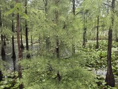 -池杉湖湿地公园
