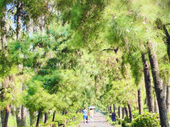 -合肥滨湖国家森林公园