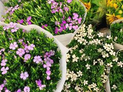 -双季花艺园艺市场(浦东店)