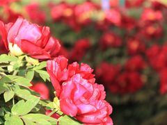 -洛阳市隋唐城遗址植物园