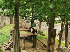 -都江堰中华大熊猫苑