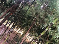 -祥源·阜阳生态乐园