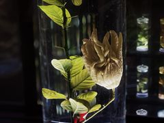 -广东中医药博物馆