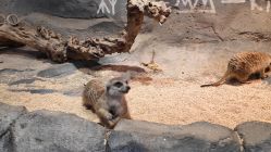 -Zoolung Zoolung动物主题公园(海信广场店)