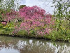 -南汇桃花村