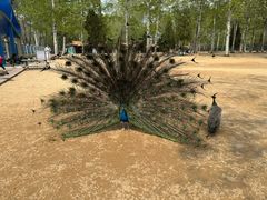 -秦皇岛野生动物园