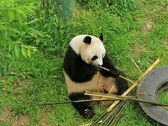 -沈阳森林动物园