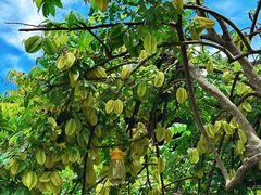 -西双版纳傣族园