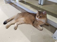 -藏猫猫咖啡主题馆(中央大道店)